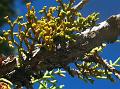 Juniper Dwarf Mistletoe